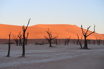 ナミブ砂漠　Deadvlei　Namibia