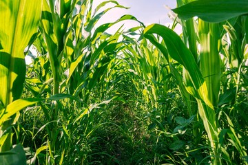 inside of corn field. corn seedlings. maize corn leafs.