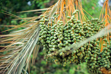 Fototapeta premium Fresh dates on palm tree. Organic and healthy food