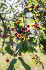 Cherry tree branches in early summer during ripening of the berries