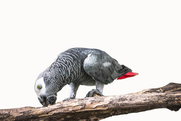 African gray parrot isolated