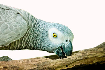 African gray parrot isolated