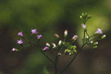 flowers in garden