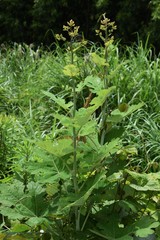 Macleaya cordata is a poisonous weed, but also a medicinal plant.