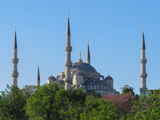 Fototapeta na wymiar Blue Mosque in Istanbul, immersed in greenery
