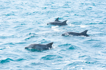 Indian ocean bottlenose dolphins in the channel between Shimabara peninsula and Amakusa islands