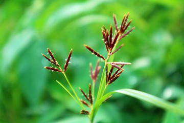 Cyperaceae Grass flower in the meadow