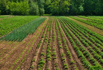 Green vegetable field with a forest in the background