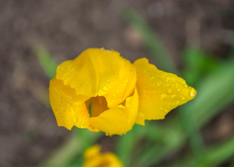 Close-up of a single yellow tulip flower with blurred background, flower spring wallpaper, selective focus, colorful tulips field, tulip with water droplets, raindrop