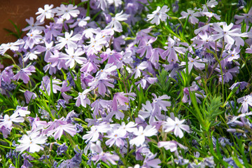 Flowers Phlox styloid Candy Stripes. Small light purple flowers in the garden, in the forest, in the field. Flower background, carpet of flowers