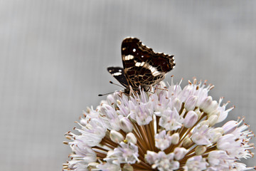 Butterfly  on a flower of wild onion
