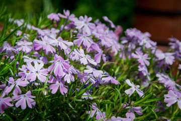 Flowers Phlox styloid Candy Stripes. Small light purple flowers in the garden, in the forest, in the field. Flower background, carpet of flowers