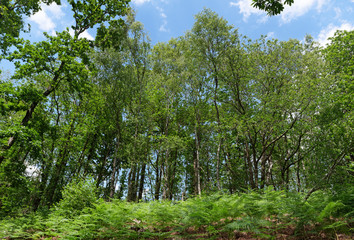 Naklejka premium Montmorency forest hiking path in Île de France country 