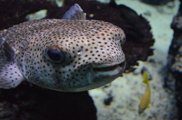 Tropical fish in aquarium, Berlin