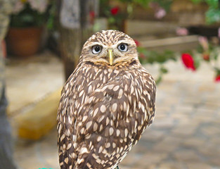 The little owl turns its head 180 degrees on its back, Japanese owl's cafe in Tokyo