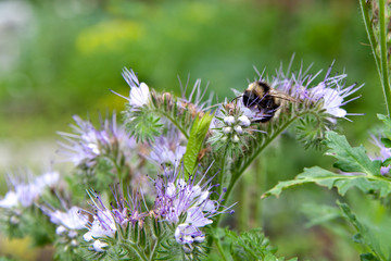 A bumblebee on a lilac flower