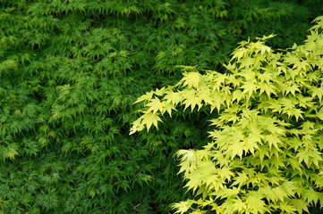 Yellow leaves of ornamental maple outdoors.