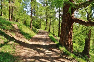 Lärchenwald im Engadin, Graubünden, Schweiz