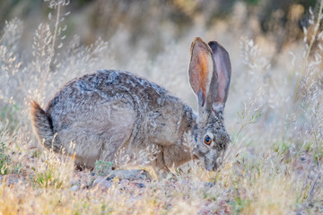 Black-tailed jackrabbit eating grass around Lake Powell Resorts & Marinas