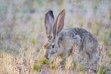 Black-tailed jackrabbit eating grass around Lake Powell Resorts & Marinas