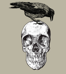 Raven on the skull, hand drawing. Vector illustration. - 274544885