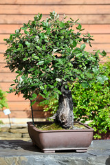 Bonsai outdoors in ceramic bowl.