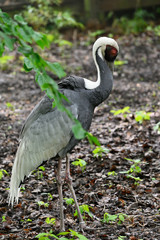 Fototapeta premium Bugeranus carunculatus - Male crane in detail outdoors in nature.