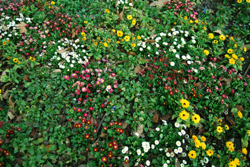 Many flowers together in the park