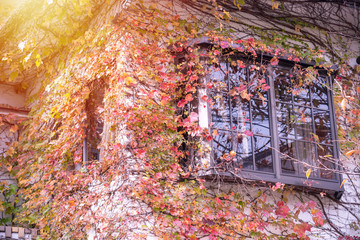 house covered by red autumn leaves