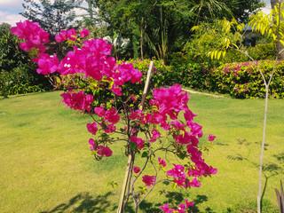 Warm Sunshine Atmosphere In The Garden With Bougainvillea Flower Plant At The Village, North Bali, Indonesia