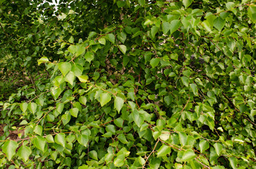 A lot of birch leaves.  Background with birch leaves. Green. Summer time. The birch of siberia.  thick birch leaves