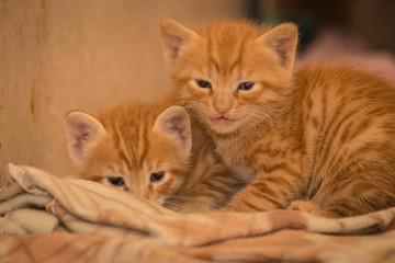 Obraz na płótnie Canvas Petty Kittens