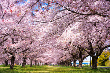 満開の桜のトンネル