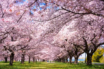 Fotobehang 満開の桜のトンネル © 敦夫 鈴木