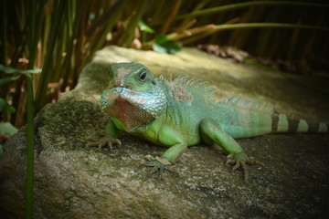 Green lizard