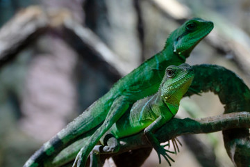 Fototapeta premium Green lizards are standing on a branch