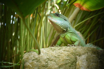 green lizard