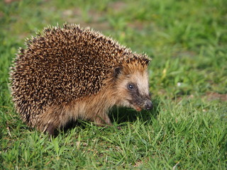 Adult hedgehog looking