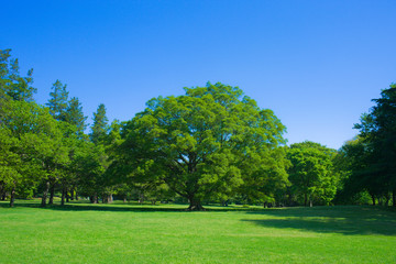 Fototapeta na wymiar Park tree