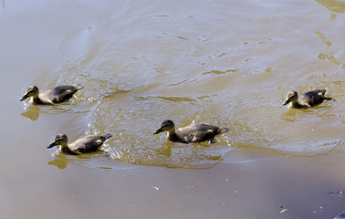Little ducklings in the river