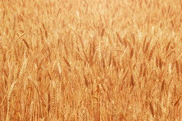 Natural ripe wheat on farm field closeup