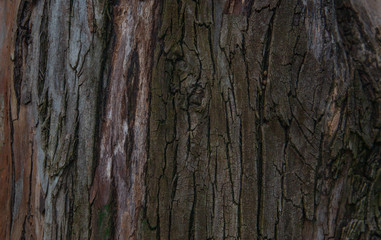 bark of a tree