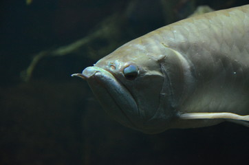 Tropical fish in aquarium, Berlin