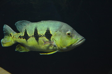 Naklejka premium Tropical fish in aquarium, Berlin
