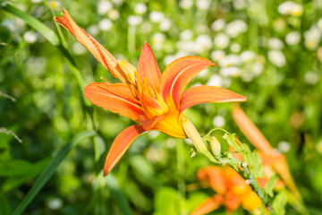 Fototapeta na wymiar orange lilies in the garden