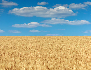 Landscape with farm field of wheat and blue sky with clouds