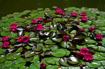 Seerosen im Botanischen Garten in Freiburg