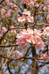 Tabebuia sweet pink flower blooming with nature bokeh background