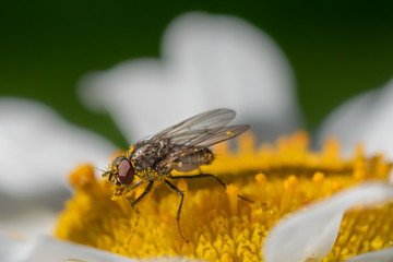 Fly on a flower, macro close-up