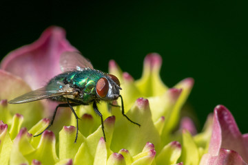 Fly on a flower, macro close-up